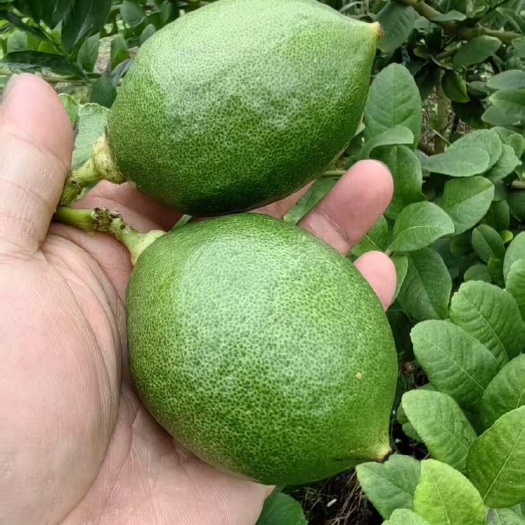蕉岭县自种广东无籽香水柠檬