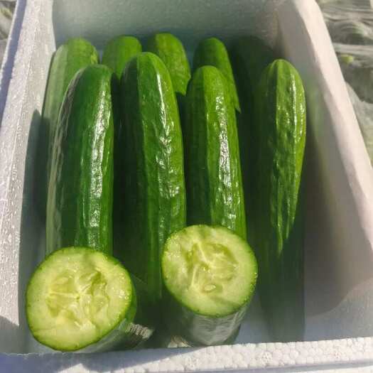平度市精品水果黄瓜，好吃不贵，价格实惠