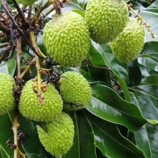 德保县荔枝