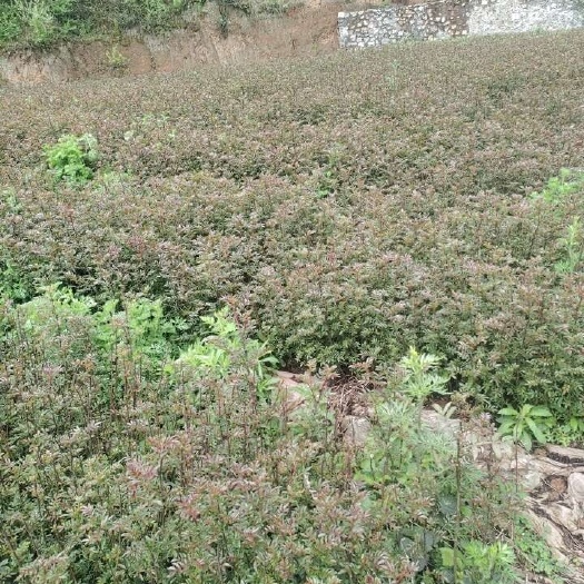 昭通贡椒红花椒苗