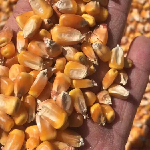 沈阳新玉米东北玉米黄玉米烘干玉米净粮一等玉米国储玉米