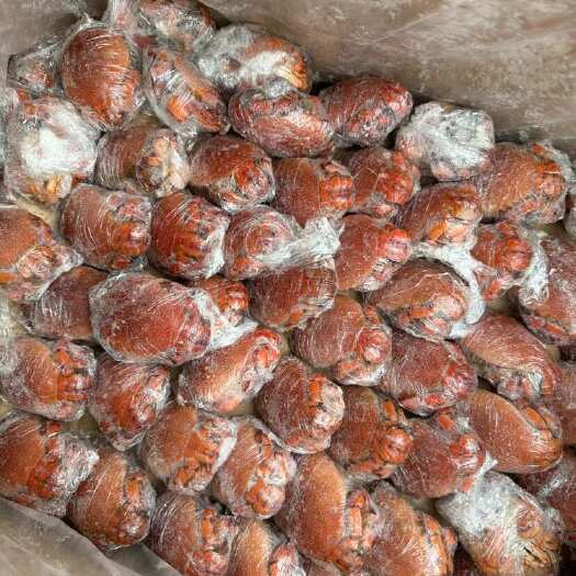 广州老虎蟹螃蟹蛙形蟹、海臭虫和虾蛄头‌