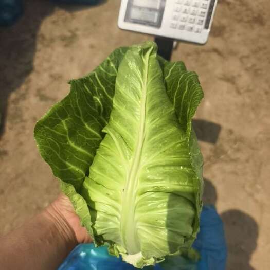 如东县精品牛心菜