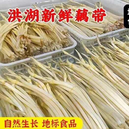新鲜水生菜类 藕带 湖北洪湖藕尖 优质蔬菜批发零售