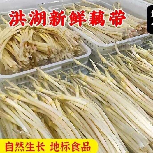 广州新鲜水生菜类 藕带 湖北洪湖藕尖 优质蔬菜批发零售