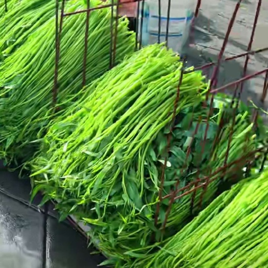 博白空心菜已经上市大量供应