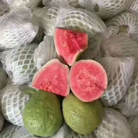 德保县番石榴