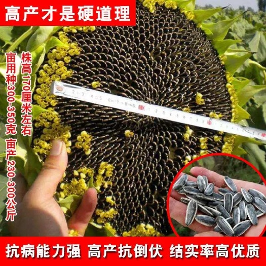 食用大向日葵种子 易种 高产 大颗粒型食用向日葵种子