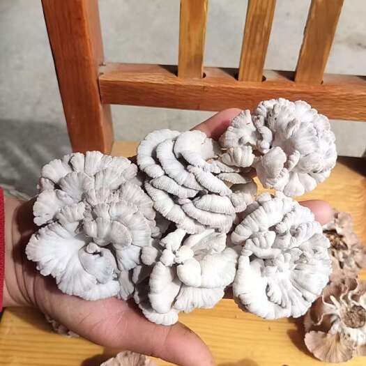 新化县湖南娄底白参菌 干货产地直发优质食用菌批发零售