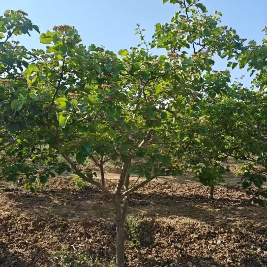 山西运城地区各种清地果树苗木