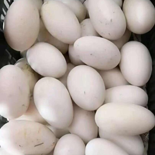 鹅蛋鲜鹅蛋农家鹅蛋大鹅蛋种蛋土鹅蛋散样大鹅蛋