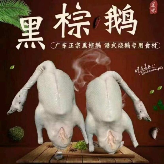 佛山广东黑棕鹅新鲜速冻黑棕鹅茶餐厅酒店烧腊店烧鹅原材料