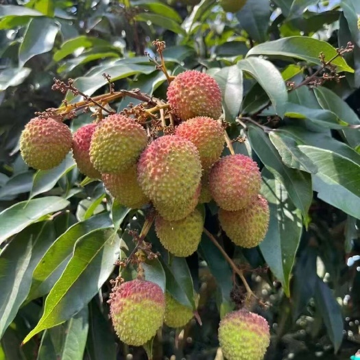 云南高山荔枝，大量有货，多多平台，商超，支持电商一件代发！