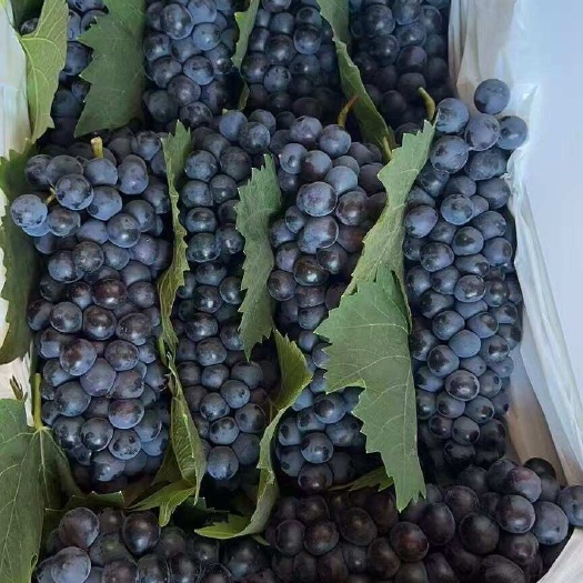 云南蓝莓葡萄大量上市