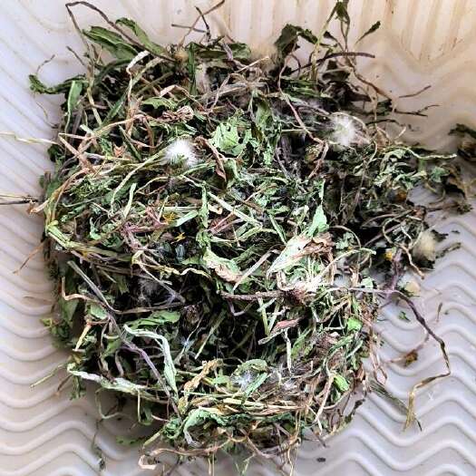 嵩县野生蒲公英 绿色蒲公英新货