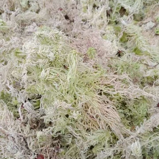 新鲜水苔