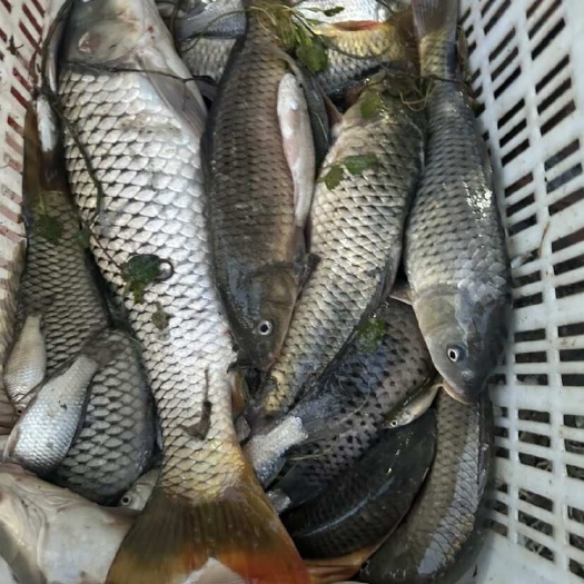 湖鲤鱼