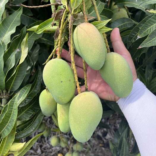海南精品电商台农，个头2两起，八九成熟，价格合理！