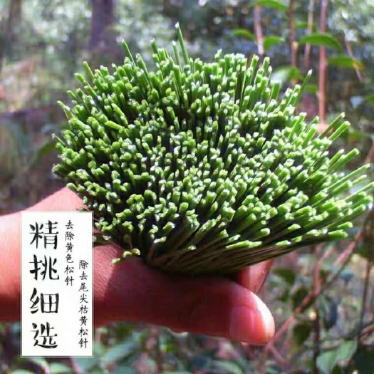 伏牛山松叶 百年老松树 新鲜马尾松松针针叶酵素蒸包子养生