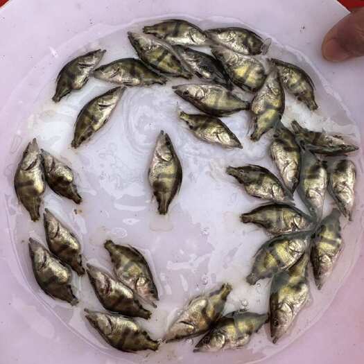 优质鱼仔鳜桂花鱼