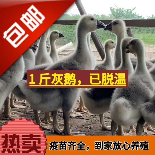 一斤左右大种灰鹅