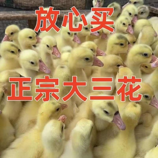 建湖县（10只起发）大三花鹅苗白鹅苗@郑大品种肉鹅大白鹅灰鹅狮头鹅