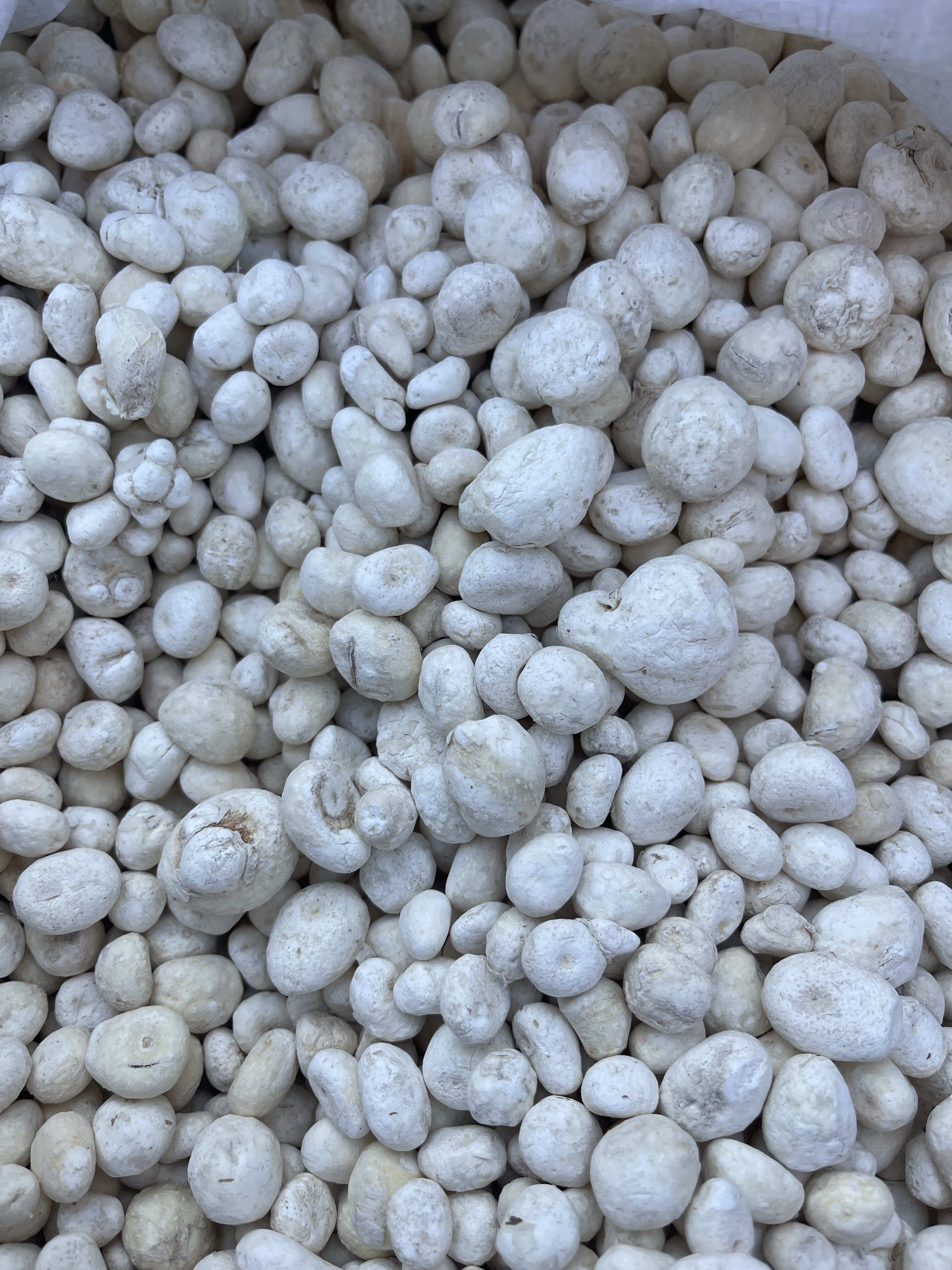 旱半夏散装15%以下含水量河北安国发货可开票支持专线物流