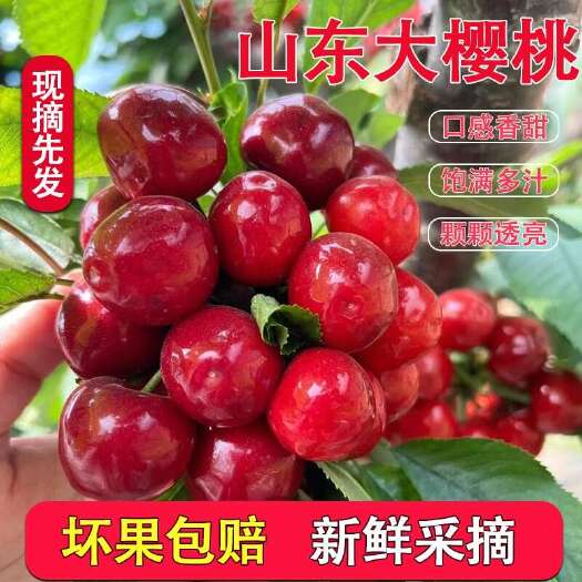 泰安露天山东直发大樱桃美早红灯黄水晶当季水果现摘现发