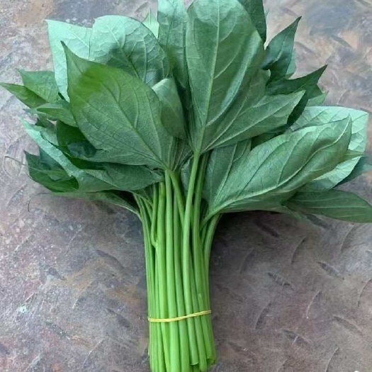 广州新鲜红薯叶 广州基地直发 批发苕尖 绿色健康食材