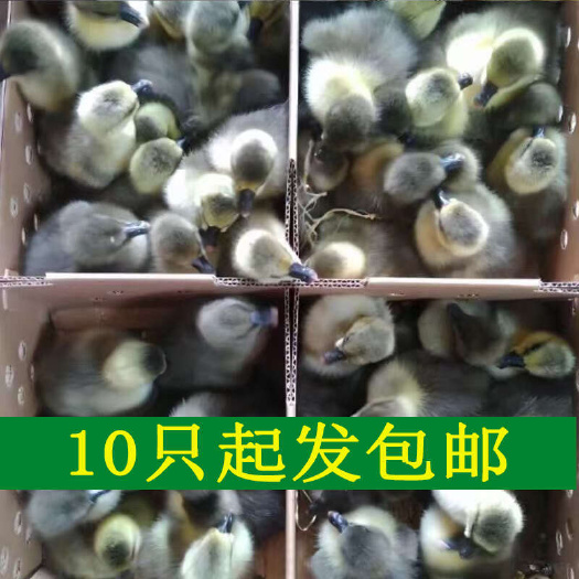 （10只起发）白鹅苗 大种三花鹅@杭狮头鹅，灰鹅 马岗鹅苗