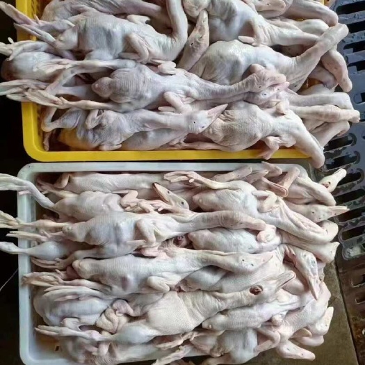 佛山乳鸭bb鸭玻璃脆皮乳鸭烤乳鸭原材料