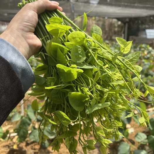 大新县广西辣木苗赤苍藤菜姑娘菜龙须菜绿色健康蔬菜产地直发