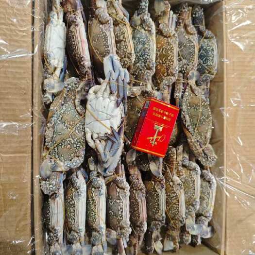 兰花蟹海洋蟹公母全规格螃蟹