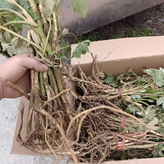 峨边县大通草苗