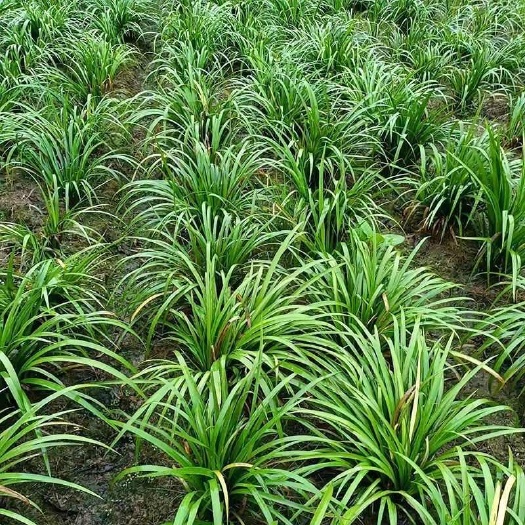 南宁大叶红根石菖蒲种苗