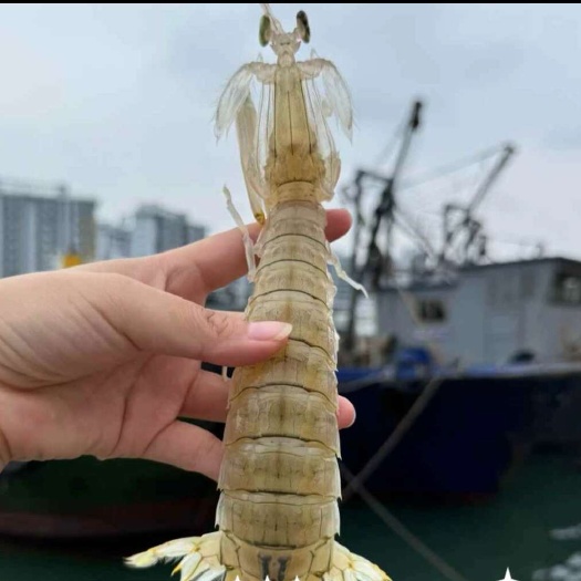 北海北海皮皮虾定制（云贵川专线）