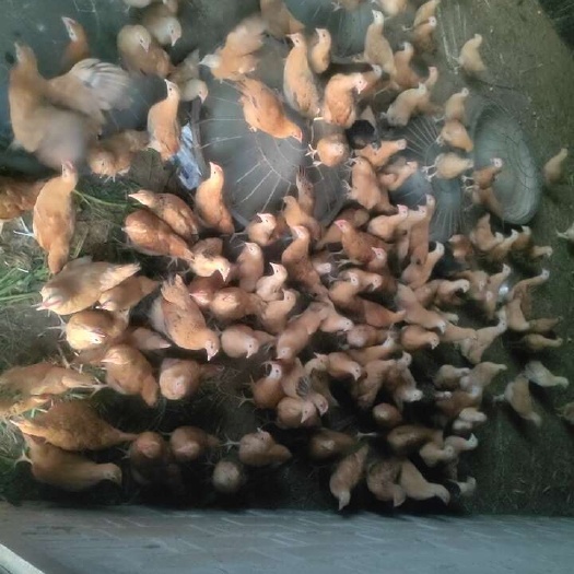 都昌县本地黄毛鸡