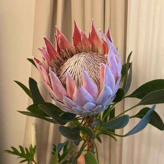 昆明白粉帝王花 袋苗 可用于庭院景观绿化 全国各地可发货