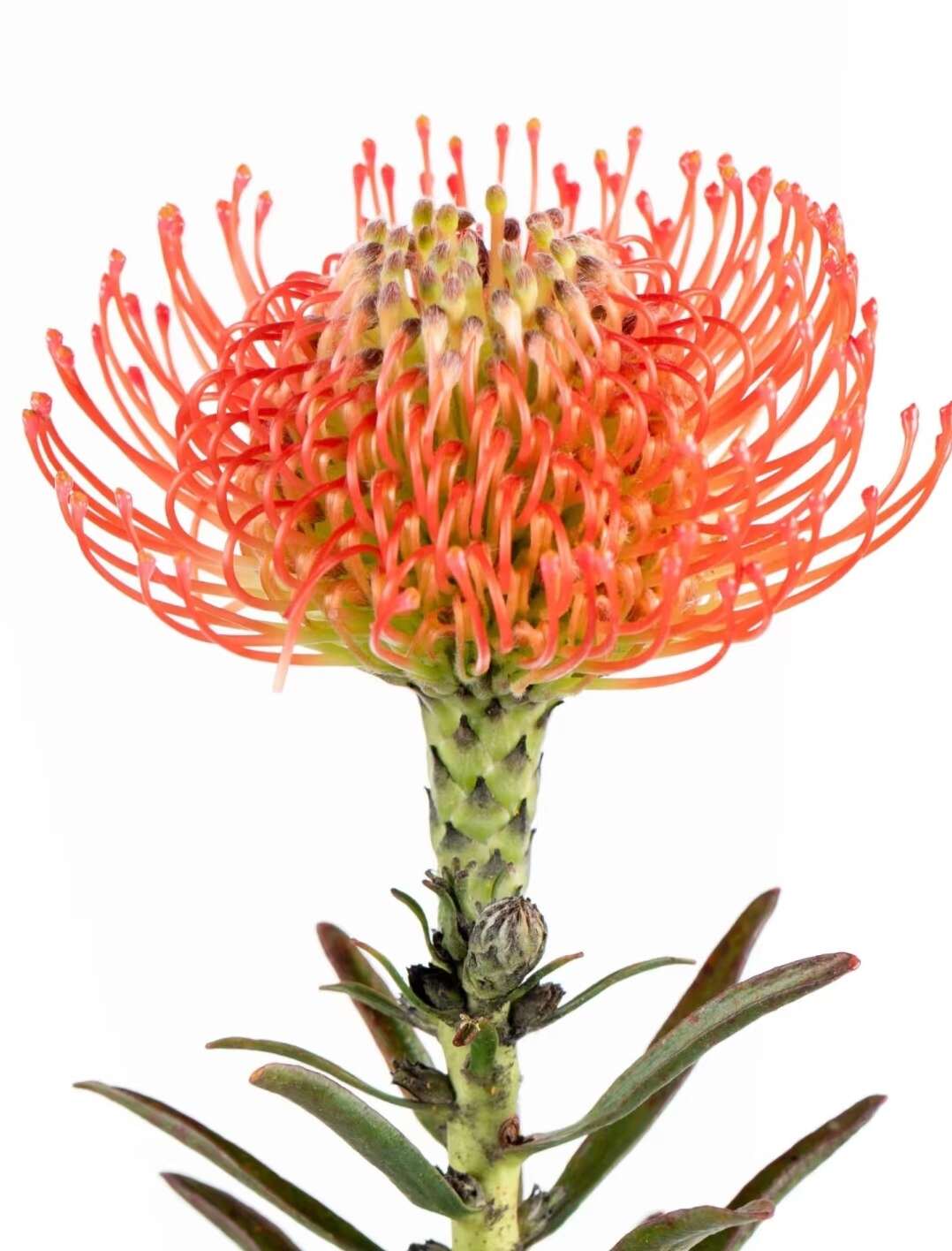 针垫花 袋苗 可用于园林工程绿化 全国各地可发货