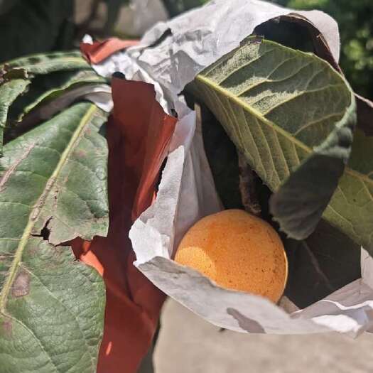 眉山枇杷