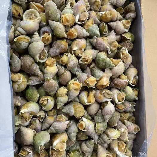 翡翠螺刺身料理干冰捞汁海鲜火锅烧烤鲍螺水产贝类商用海螺