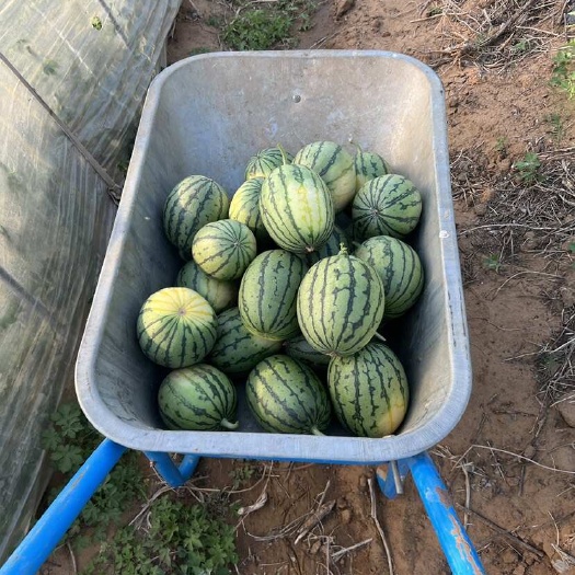 中牟县地趴小吊瓜大量上市