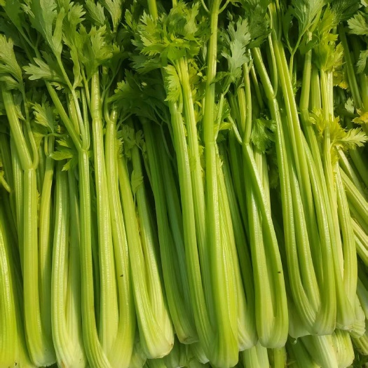 新鲜西芹