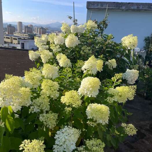 昆明圆锥木绣球香草草莓 袋苗 可用于园林工程绿化 全国各地可发货
