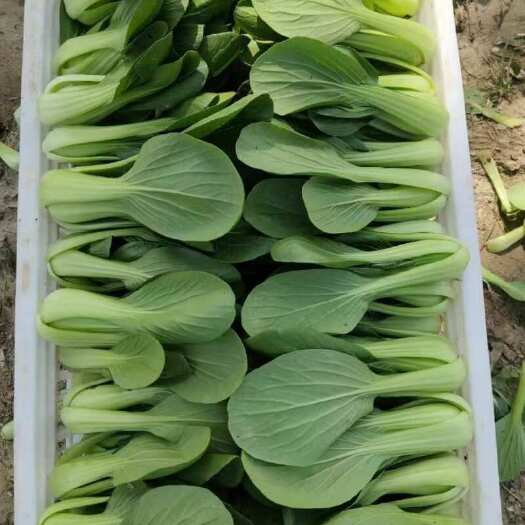 临泉县千亩上海青种植基地，精品菜，次顶弧，鸡蛋黄，大量出