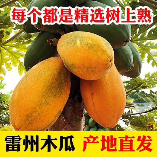 徐闻县不甜包赔 树上熟雷州冰糖红心木瓜大青木瓜产地直发一件代发
