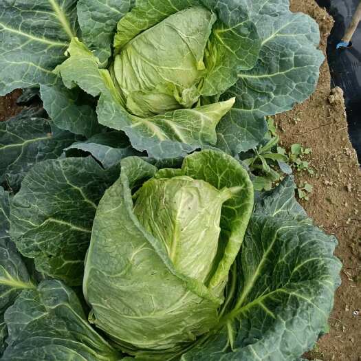 利川市牛心包菜