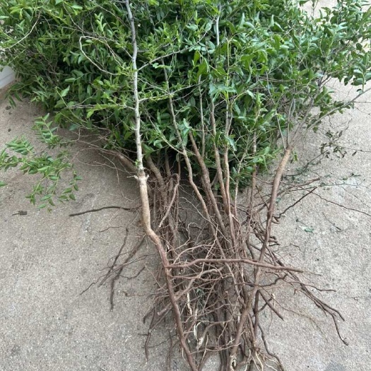 枣庄山东枣庄优质枣树苗酸枣苗供应带技术指导支持多种发货方式