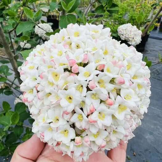 红蕾雪球 袋苗 可用于园林工程绿化 全国各地可发货