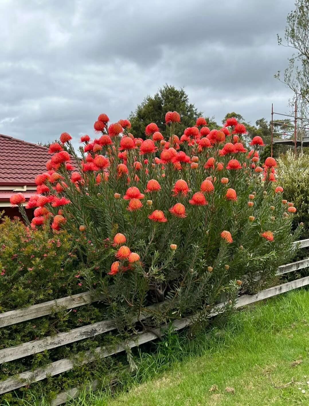 针垫花 袋苗 可用于园林工程绿化 全国各地可发货